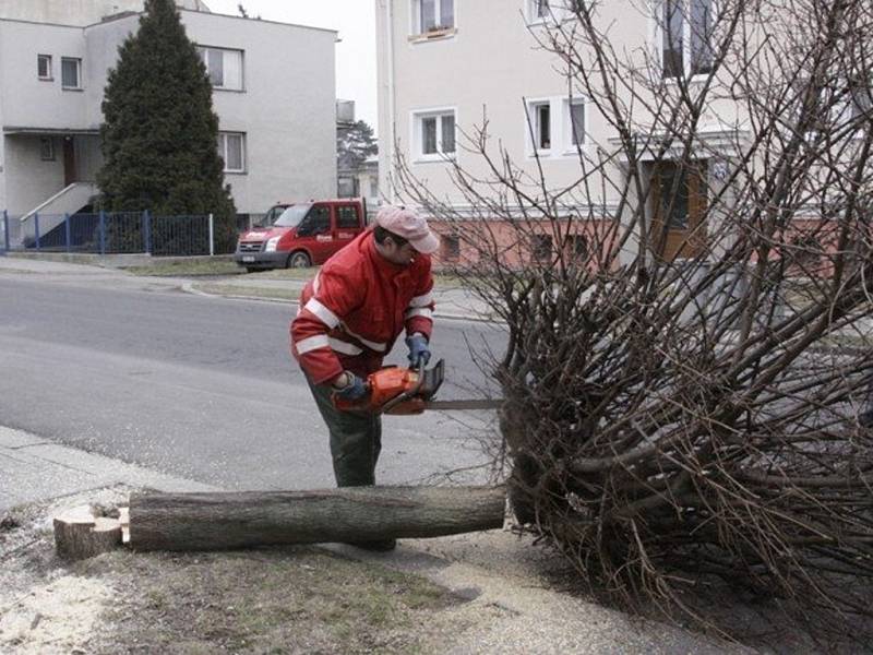 Po kácení stromů přijde na řadu výsadba 