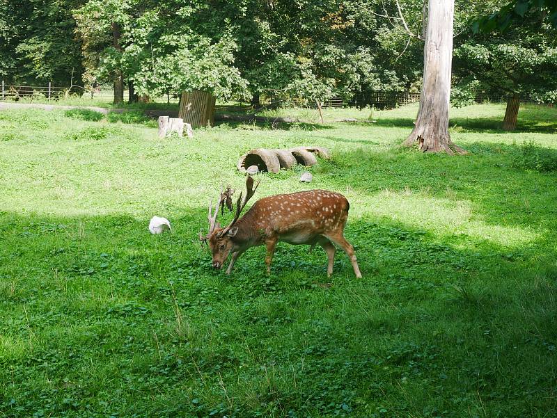 V Podzámecké zahradě v Kroměříži chovají paviány, makaky, daňky, pávy nebo třeba husy, slepice či kachny.