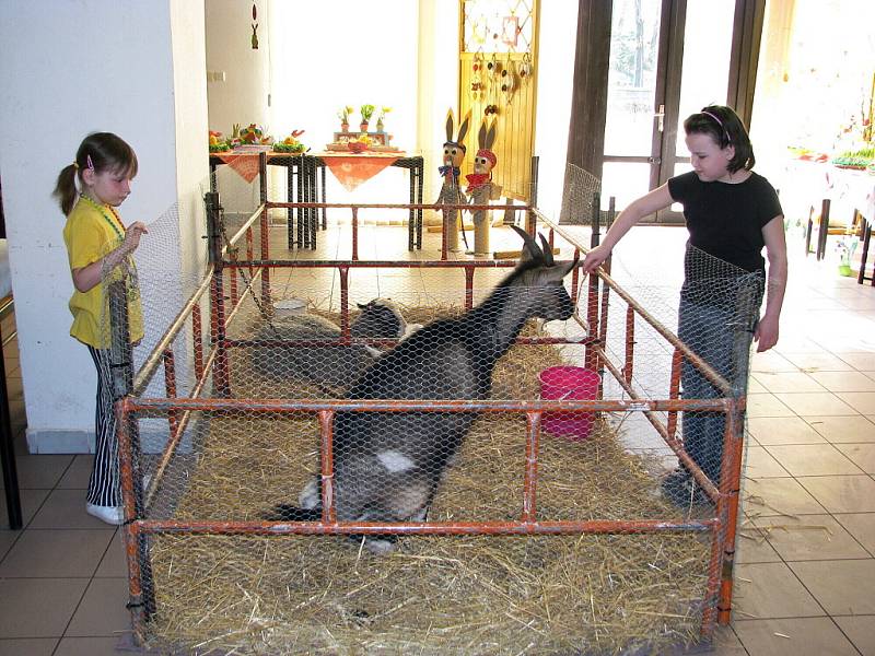 Velikonoční výstavu mohli navštívit o víkendu v Sedlnicích obyvatelé obce i lidé z okolí. K vidění byly různé velikonoční výrobky i minizoo. 