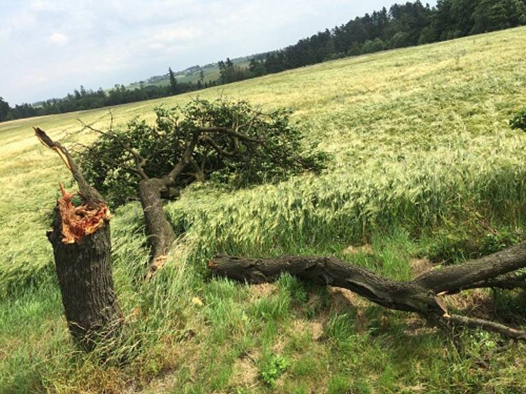 Vyvrácený strom ve Slatině na Novojičínsku. 