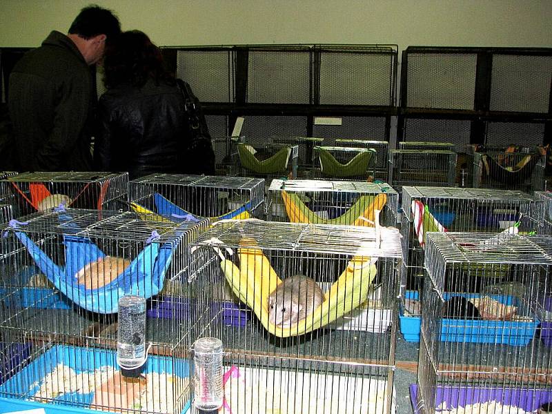 Výstava potkanů, myší a jiných hlodavců se uskutečnila v sobotu 28. května v chovatelském domě v Příboře. 