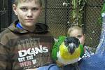 Tradiční výstava exotických papoušků probíhá až do neděle 10. října v Domě chovatelů na Zámeckém náměstí ve Frýdku.