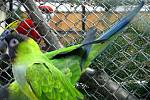 Tradiční výstava exotických papoušků probíhá až do neděle 10. října v Domě chovatelů na Zámeckém náměstí ve Frýdku.