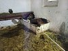 OBRAZEM: Kůň na Novojičínsku uvízl ve žlabu. V pasti trpěl dlouhé hodiny