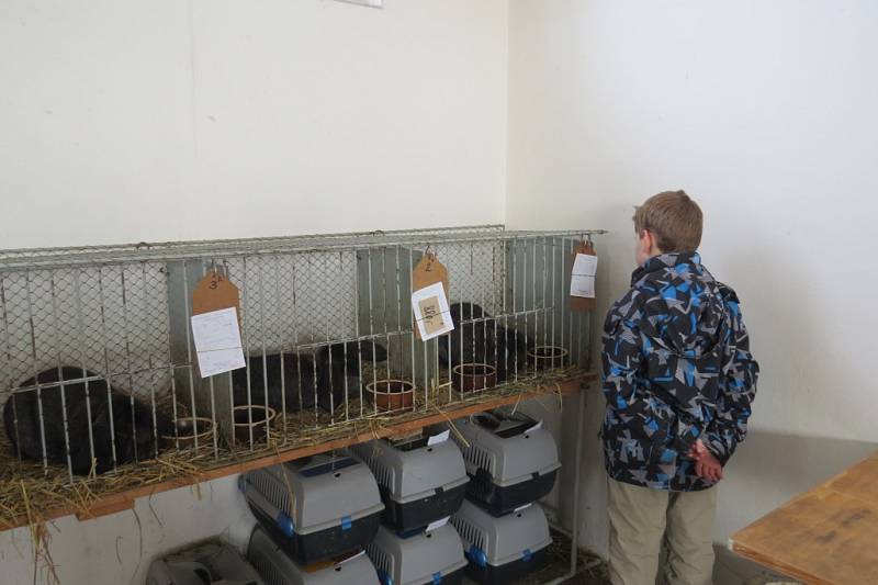 Výstava chovných zvířat ve Studénce