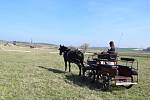 Stáj Davida Haitla z Bernartic nad Odrou pořádala o posledním březnovém víkendu letošního roku vozatajské zkoušky.