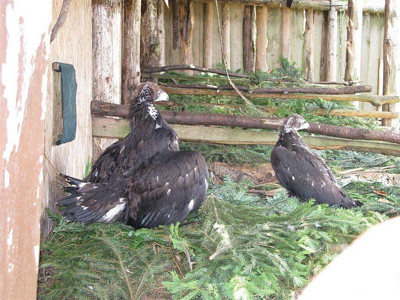 Dvě orlí mláďata, Liu a Mika, přesunuli pracovníci bartošovické záchranné stanice do vypouštěcího zařízení v Beskydech. Zde čekají na vypuštění do volné přírody.