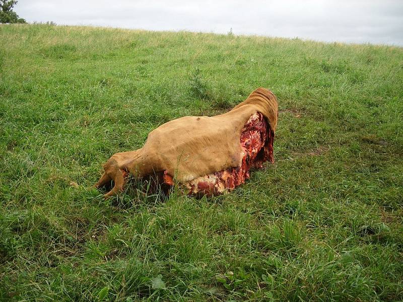 Na jednom z klokočovských polí na Příborsku zloděj zabil i naporcoval krávu přímo na pastvě.