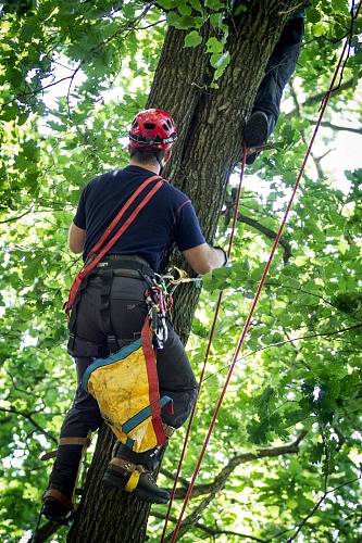 Dvě jednotky profesionálních hasičů se zapojily v pátek odpoledne do záchrany staršího paraglidisty, který místo na pevné zemi skončil v koruně mohutného stromu v Odrách na kopci Vítovka.