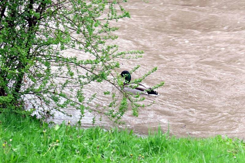 Hladina Jičínky na Novojičínsku se zvedla do úrovně II. pohotovostního stupně už v 8 hodin ráno a byla na něm až do poledne. V Žilně, místní části Nového Jičína, městská policie zvedla a uzavřela most, v Mořkově hasiči zasahovali u výtoku z kanálové výpus