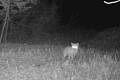 Liška obecná zachycena fotopastí.