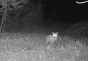 Liška obecná zachycena fotopastí.