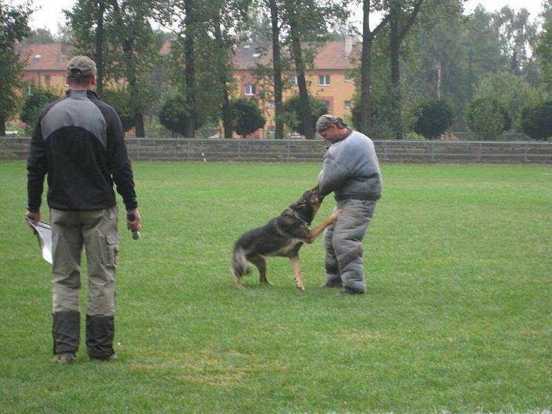 Fotbalové hřiště ve Studénce hostilo 16. ročník Obranářského speciálu. Pri různých plemen zde změřili své síly v disciplínách jako přepad při pochůzce, zadržení prchající osoby a další.