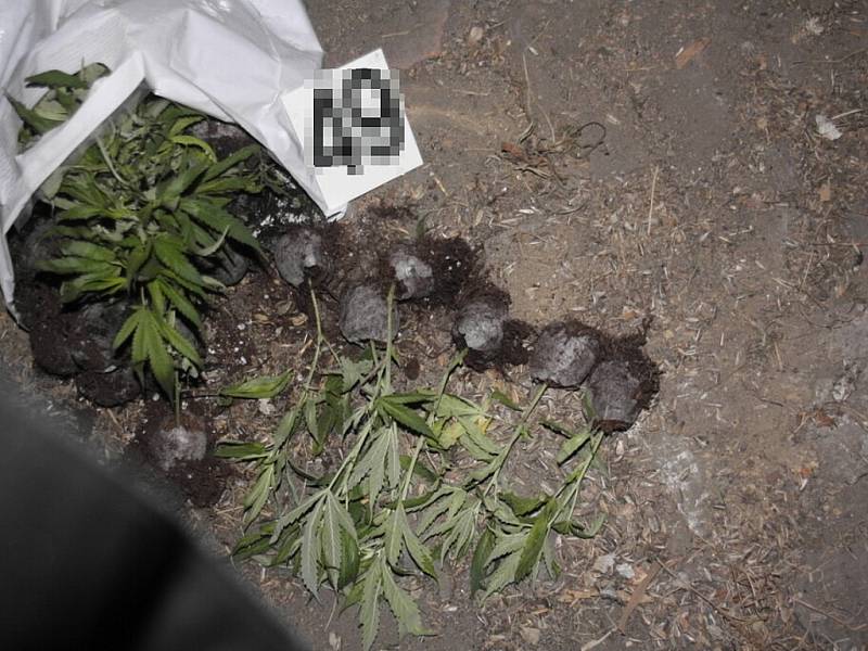 éměř čtyři sta rostlin konopí v polovině října objevili novojičínští policisté v pěstírně schované v jednom z rodinných domů na Novojičínsku.