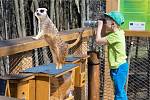 Surikatí máma ze Zoo Zlín zažila parádní víkend na Frenštátsku.