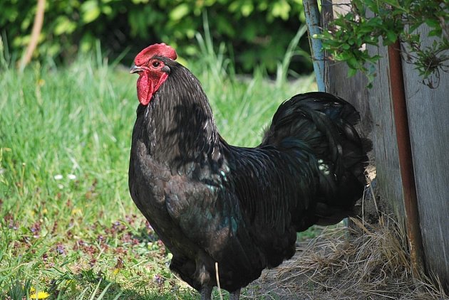 Australky se staly nedílnou součástí farmy.