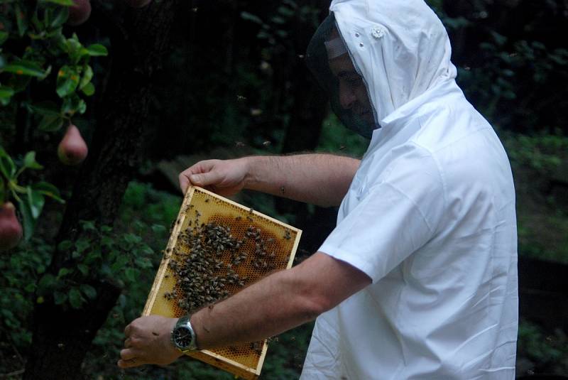 Včelí úly jsou skryté v ovocném sadu areálu nemocnice. Rámky plné medu putovaly do místní kuchyně a po očištění do medometu. Z něho se pak stáčela přírodní pochoutka. 
