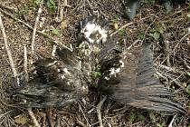 V takovém stavu byla mrtvá orlice Gabča u středočeských Olbramovic nalezena.