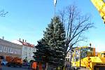 Vánoční strom ve Frenštátě pod Radhoštěm je letos o něco nižší, než jindy, ale je krásný.