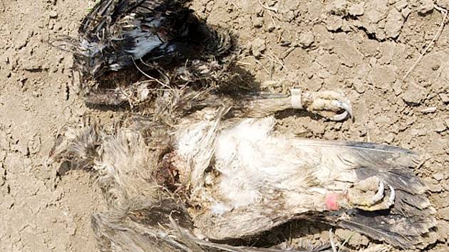 Nalezená mrtvola orla Matouše, který byl do volné přírody vypuštěn teprve vloni na podzim.