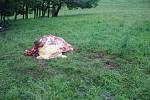 Na jednom z klokočovských polí na Příborsku zloděj zabil i naporcoval krávu přímo na pastvě.