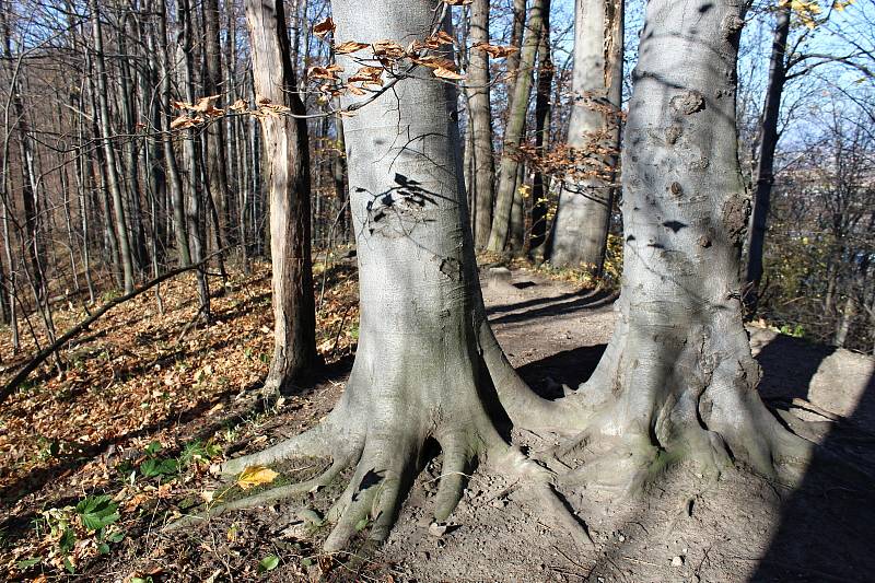 Počasí v sobotu 7. listopadu 2021 lákalo k výletům. Jedním z cílů turistů byla Lašská naučná stezka v Kopřivnici s Bezručovou vyhlídkou či hradem Šostýn.