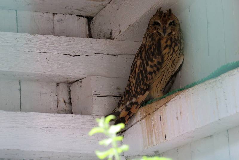 V Záchranné stanicí pro volne žijící živočichy v Bartošovicích každoročně přijmou stovky živočichů, nejpočetněji jsou zastoupení ptáci.