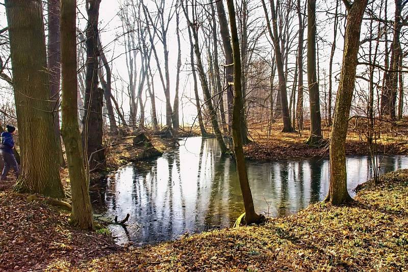 Jistebnické Rybníky a jejich okolí.