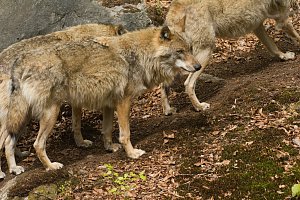 Vlci se stávají běžnou součástí naší české přírody. Ilustrační foto