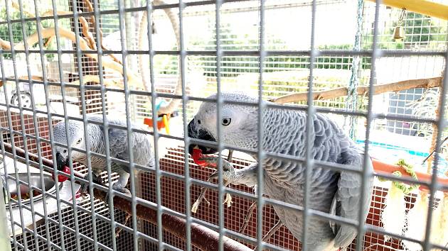 Exotický pták se našel na zahradě rekreační chaty - Novojičínský deník