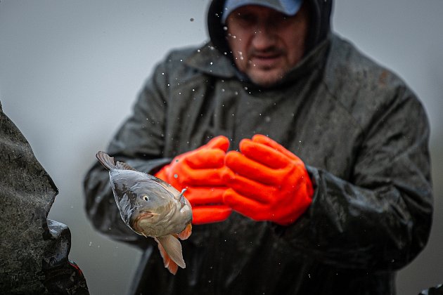 Třicet dnů od otevření stavidla v největším ze soustavy rybníků jižně od Ostravy přichází čas výlovu. Kapři jako obvykle převládají, štiky jsou letos slušně rostlé a candátů je naopak málo.