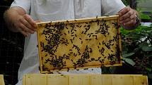Včelí úly jsou skryté v ovocném sadu areálu nemocnice. Rámky plné medu putovaly do místní kuchyně a po očištění do medometu. Z něho se pak stáčela přírodní pochoutka. 