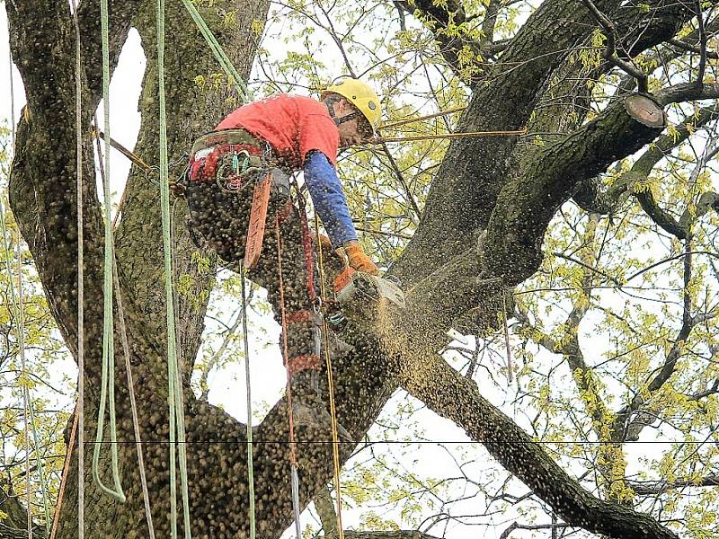 Dub letní u chaty rodiny Václavíkových ve starojické místní části Palačov se dočkal tento týden profesionálního ošetření v rámci projektu Zdravé stromy pro zítřek.