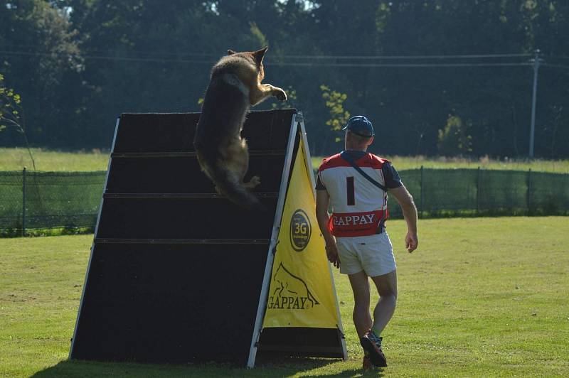 Sportovní kynologie se věnuje právě výcviku pracovních psů. Celé měsíce a léta tréninku a času, který strávili pes se psovodem, lze pak prověřit pomocí zkoušek nebo sportovních závodů.