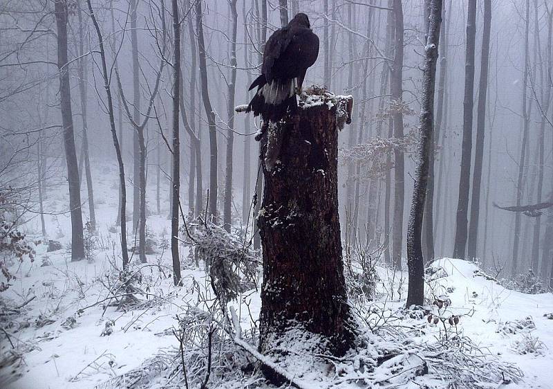 Díky projektu „Návrat orla skalního do Moravskoslezských Beskyd“ je ve volné přírodě v současnosti jedenáct orlů. Realizátoři projektu se teď navíc radují z nového vztahu jedné ze samic.