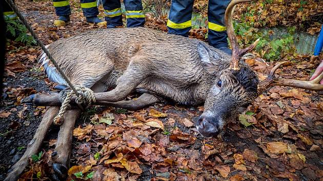 Záchranu na našem území ne příliš rozšířeného zvířete si v úterý 10. listopadu vyzkoušeli hasiči ze stanice HZS MSK v Bílovci a dobrovolná jednotka města Odry.