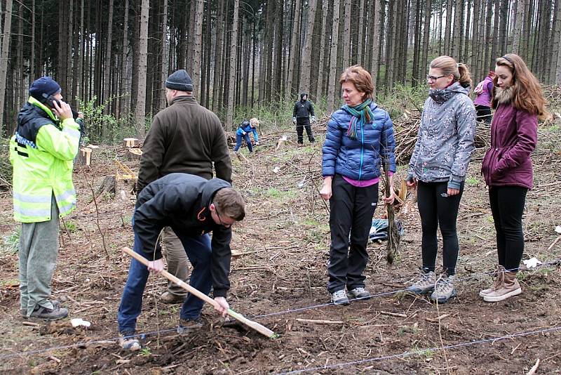 Akci, při níž lidé a strážníci vysadili tři tisíce stromků, zorganizovala o víkendu Městská policie Nový Jičín. Mělo to být něco jako poděkování fanouškům na Facebooku.