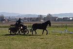 Stáj Davida Haitla z Bernartic nad Odrou pořádala o posledním březnovém víkendu letošního roku vozatajské zkoušky.