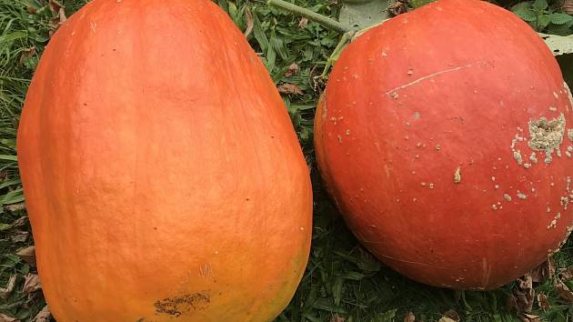 Obří dýně zvěstuje přípravu na letošní Halloween. Chystáte se také slavit?  - Karvinský a havířovský deník