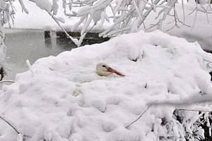 Čápi v Bartošovicích před sněhovou kalamitou, a po ní, kdy kolem hnízda napadlo i čtyřicet centimetrů sněhu. 