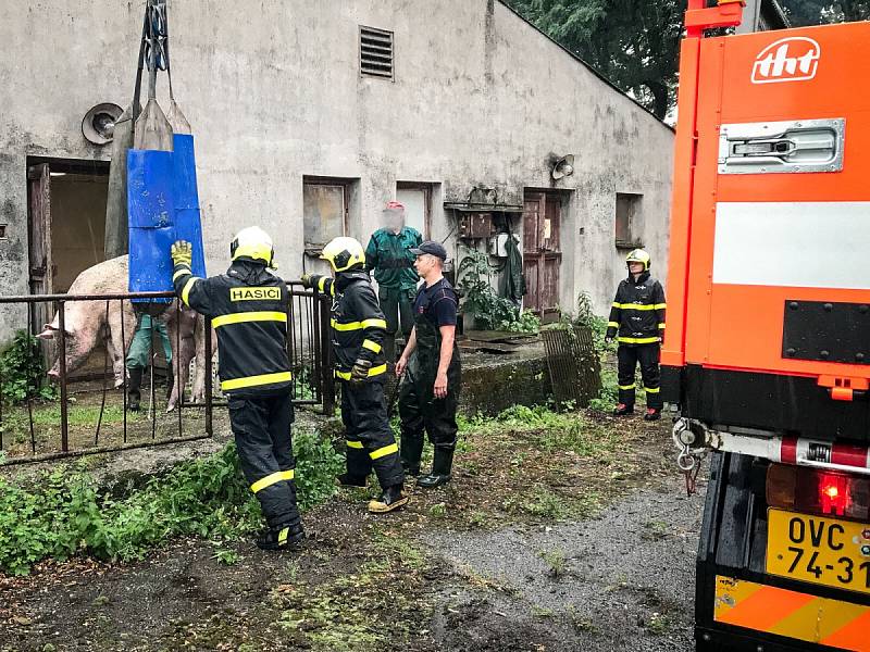 Snímek ze zásahu hasičů při záchraně březí prasnice, která uvízla ve tří metrů hluboké jímce. 