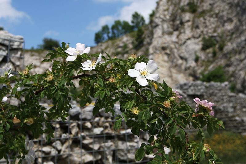 Arboretum a botanická zahrada ve Štramberku.