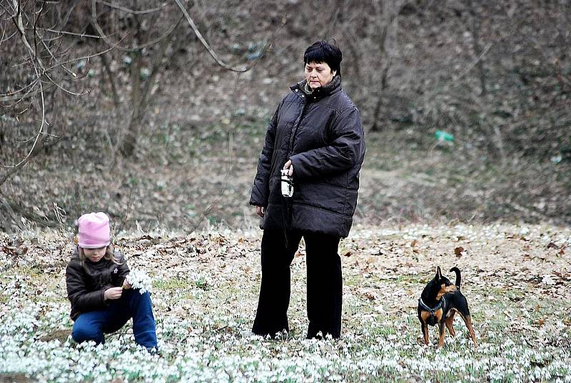 Sedlnická sněženka proběhla letos již po třinácté.