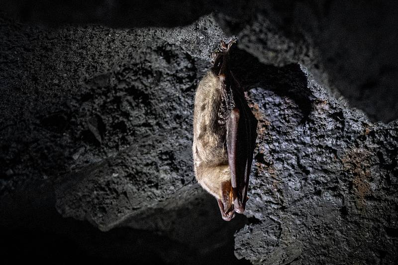 Ve Flascharově dole v Odrách přes zimní měsíce hibernují netopýři.