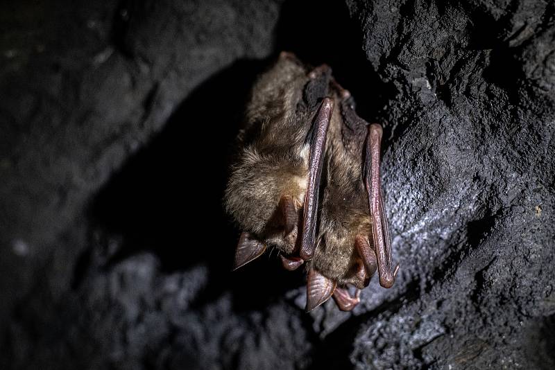 Ve Flascharově dole v Odrách přes zimní měsíce hibernují netopýři.