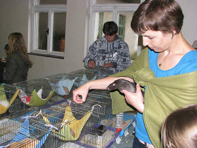 Iveta Miková se věnuje chovu potkanů již zhruba osm let. Nedávno založila ve Štramberku chovnou stanici. 