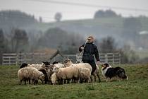 Mistrovství České republiky v pasení ovcí tradičním stylem v Libhošti, 18. listopadu 2023.