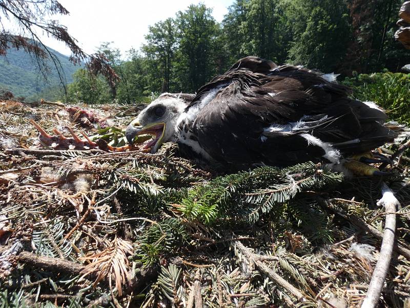 Orlí slečně Elišce se zatím daří výborně. Mrtvé mládě leželo pod hnízdem.