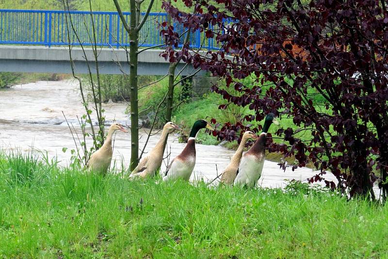 Hladina Jičínky na Novojičínsku se zvedla do úrovně II. pohotovostního stupně už v 8 hodin ráno a byla na něm až do poledne. V Žilně, místní části Nového Jičína, městská policie zvedla a uzavřela most, v Mořkově hasiči zasahovali u výtoku z kanálu.