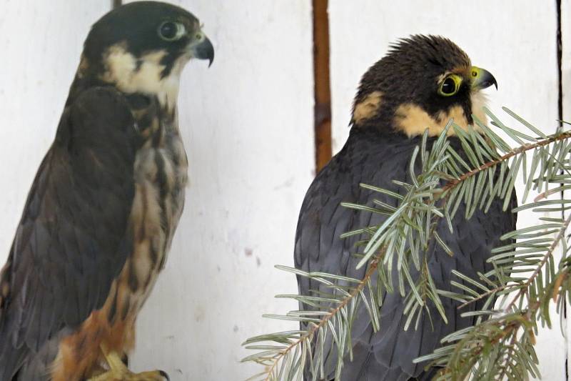 V Záchranné stanicí pro volne žijící živočichy v Bartošovicích každoročně přijmou stovky živočichů, nejpočetněji jsou zastoupení ptáci.